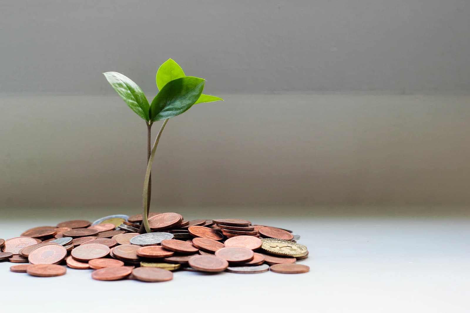 Business owner reviewing compensation strategy showing salary and dividend options